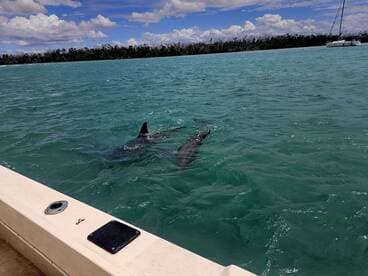 Two dolphins swim gracefully in the clear turquoise waters, showcasing the beauty of marine wildlife in their natural habitat.