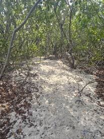A narrow sandy path surrounded by dense vegetation, creating an unclear view of the area.