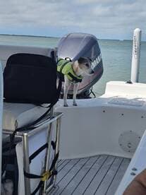 A dog wearing a life jacket stands on the deck of a boat, ready for an adventure on the water. Perfect for pet-friendly boating experiences.