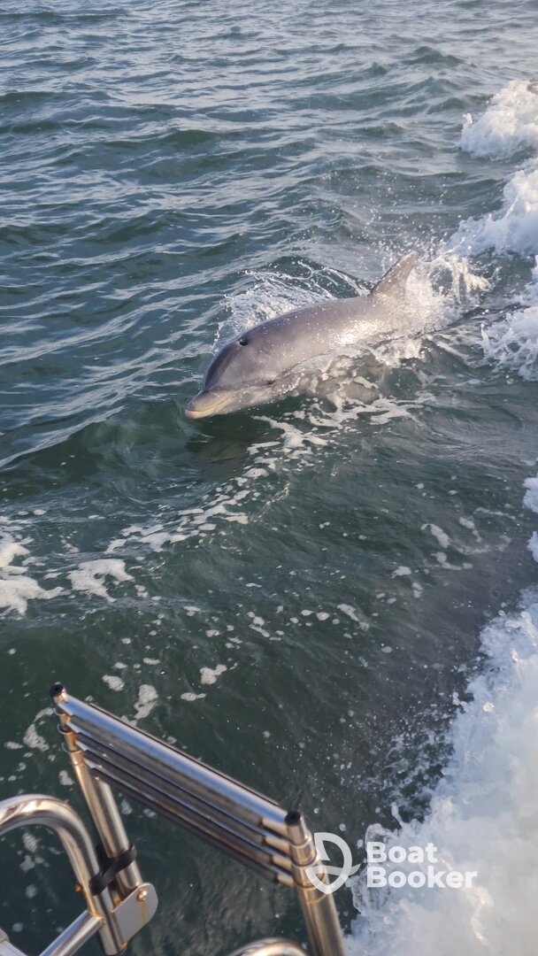 Dolphins!