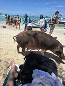 A child interacts with a pig on the beach, surrounded by a lively crowd enjoying the sun and water — a unique wildlife experience in the Bahamas.