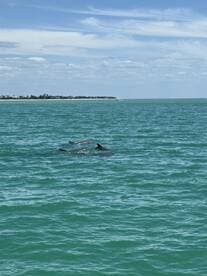 A pair of dolphins swim gracefully in the turquoise waters, showcasing the beauty of marine wildlife in their natural habitat.