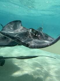 A stunning close-up of a stingray gliding gracefully through clear waters, showcasing the beauty of marine wildlife in their natural habitat.