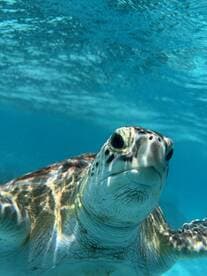 A stunning close-up of a sea turtle swimming gracefully in crystal-clear waters, showcasing the beauty of marine wildlife.