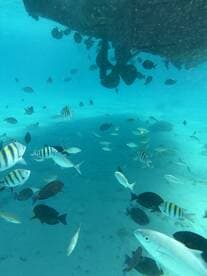 An underwater scene showcasing a variety of colorful fish swimming beneath a boat, highlighting the vibrant marine life in crystal-clear waters.