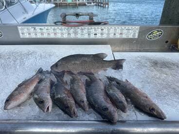 A fresh catch of fish displayed on ice, showcasing the rewards of a successful fishing trip — perfect for seafood lovers and fishing enthusiasts.