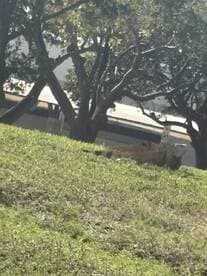 The image is unclear and difficult to interpret, featuring a blurred view of trees and grass.