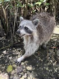 A close-up of a raccoon exploring its natural habitat among mangroves, showcasing the unique wildlife found in coastal ecosystems.