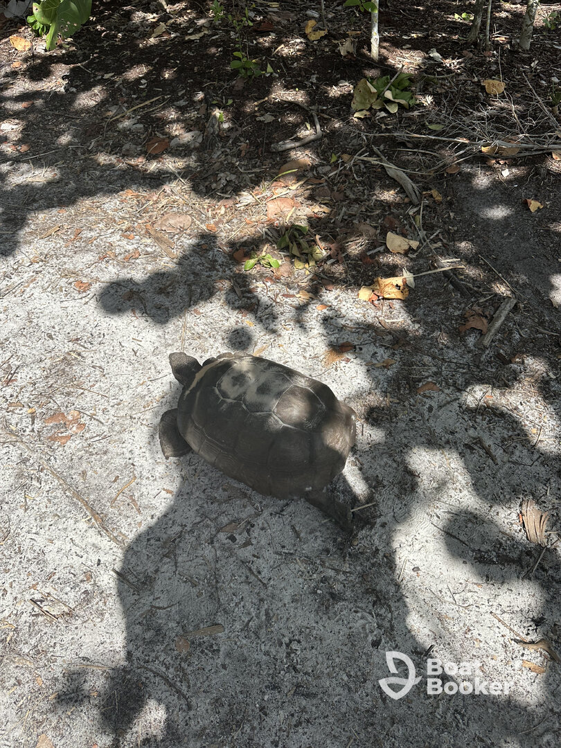 Cabbage Key - Cayo Costa tour