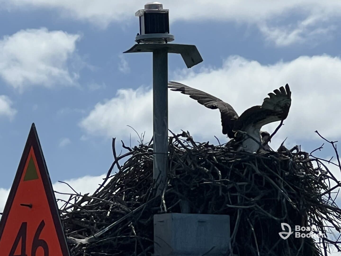 An osprey spreads its wings while perched on a nest, showcasing the beauty of wildlife in its natural habitat.