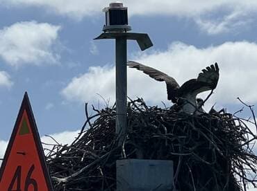 An osprey spreads its wings while perched on a nest, showcasing the beauty of wildlife in its natural habitat.
