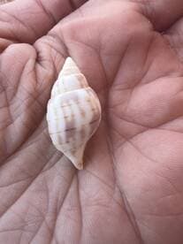 A close-up view of a seashell held in a hand, showcasing its intricate patterns and textures.