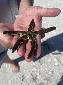 A close-up of a starfish held in a person's hand, showcasing a unique marine encounter on the beach.