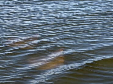 A serene view of stingrays gliding beneath the water's surface, showcasing the beauty of marine wildlife in their natural habitat.
