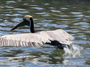 A majestic pelican takes flight over the shimmering water, showcasing its impressive wingspan and grace in motion.