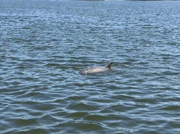 A dolphin gracefully swims through the shimmering waters, showcasing the beauty of marine wildlife in its natural habitat.