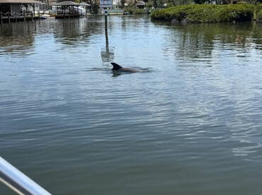 A dolphin gracefully swims through calm waters, showcasing the beauty of marine wildlife in its natural habitat.