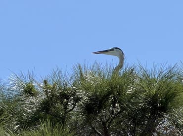 A majestic heron perches atop a pine tree, showcasing the beauty of wildlife in its natural habitat.