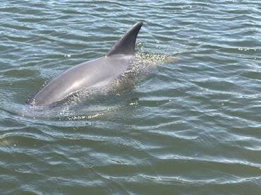 A close-up view of a dolphin swimming gracefully in the water, showcasing the beauty of marine wildlife in its natural habitat.
