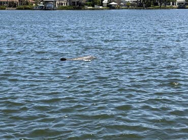 A dolphin swims gracefully in calm waters, showcasing the beauty of marine wildlife in its natural habitat.