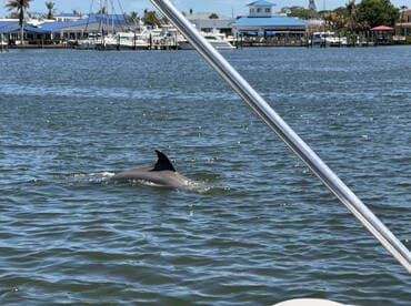 A dolphin gracefully swims through the water, showcasing the beauty of marine wildlife in a serene setting.