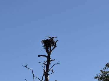 A solitary tree stands against a clear blue sky, featuring a nest at its top, likely home to local wildlife. This serene scene highlights the beauty of nature.