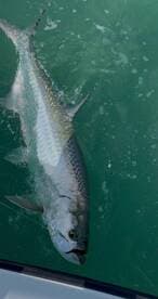 A close-up shot of a fish caught in clear waters, showcasing the thrill of fishing adventures on the water.