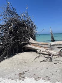 A scenic view featuring driftwood and branches on a beach, with clear blue skies and turquoise waters in the background.