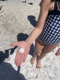 A child holds a beautiful seashell on the beach, showcasing the treasures found along the shore — a perfect moment for beachcombing enthusiasts.