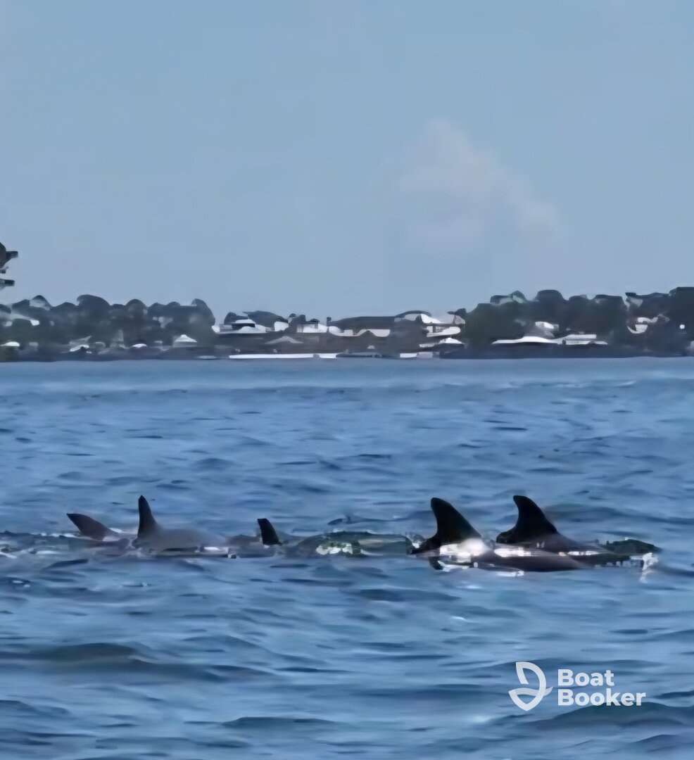 We got to experience the dolphins up close and personal.  