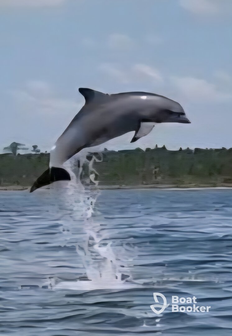 We got to experience the dolphins up close and personal.  