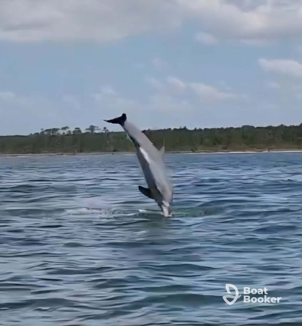 We got to experience the dolphins up close and personal.  