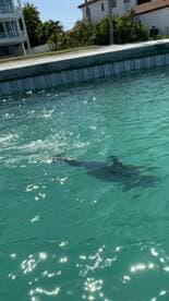 A shark swims gracefully in clear turquoise waters, showcasing the beauty of marine wildlife in its natural habitat.