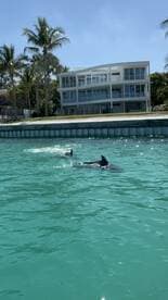 Two dolphins swim gracefully in clear turquoise waters, showcasing the beauty of marine wildlife in a picturesque coastal setting.