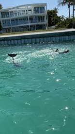 Two dolphins playfully swimming in clear turquoise waters, showcasing the beauty of marine wildlife in a tropical setting.