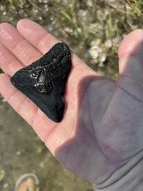 A close-up of a fossilized shark tooth held in hand, showcasing the unique features of this marine relic — a fascinating find for beachcombers and fossil enthusiasts.
