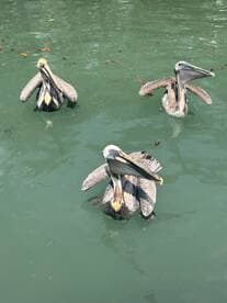 A trio of pelicans gracefully swimming in calm waters, showcasing their unique features and behavior — a delightful sight for wildlife enthusiasts.