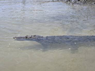 A crocodile glides through the clear waters, showcasing its impressive size and natural habitat — a captivating wildlife encounter.