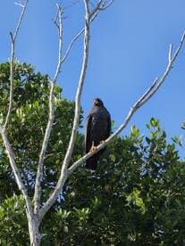A majestic hawk perches on a branch against a clear blue sky, showcasing the beauty of wildlife in its natural habitat.