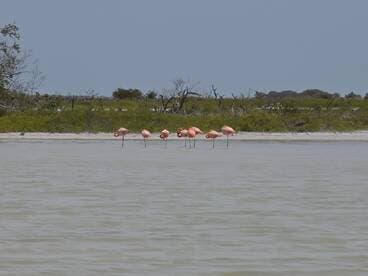 A serene scene featuring a group of flamingos standing gracefully along the shoreline, showcasing the beauty of wildlife in their natural habitat.