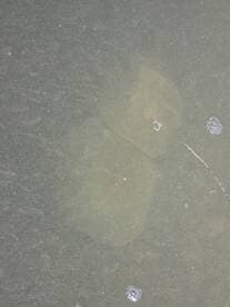 An unclear image with indistinct shapes and reflections, making it difficult to identify the main subject.
