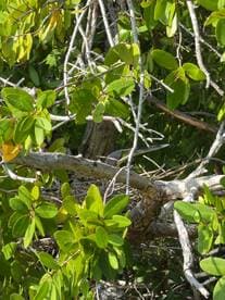A hidden bird camouflaged among the lush green foliage of mangroves, showcasing the beauty of wildlife in its natural habitat.