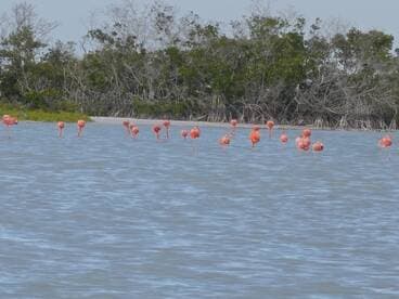 A stunning group of flamingos wading in shallow waters, showcasing their vibrant colors against a natural backdrop — a perfect wildlife sighting for bird enthusiasts.