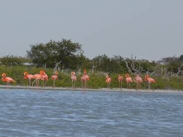 A stunning group of flamingos stands gracefully along the shoreline, showcasing their vibrant pink feathers against a serene backdrop of nature.