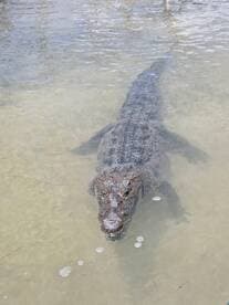 A close-up view of a crocodile swimming in shallow waters, showcasing the fascinating wildlife often encountered during eco tours.