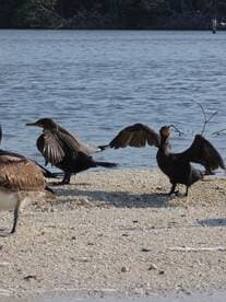 A group of cormorants on the shore, showcasing their unique behaviors in a natural setting — a perfect snapshot for birdwatching enthusiasts.