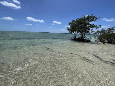 A scenic view of shallow waters and mangroves, capturing the serene beauty of a coastal landscape.