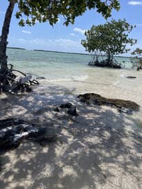 A scenic view of a mangrove shoreline with clear waters, but the image lacks clarity and focus.