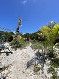 Visitors explore a scenic beach path adorned with colorful signs, leading to a unique tree structure — a perfect spot for island adventures and memorable photo opportunities.