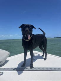 A playful black dog enjoys the sun on the bow of a boat, showcasing the joy of bringing pets on water adventures.